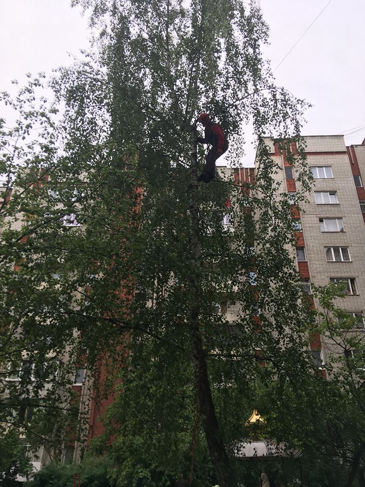 На улице Юрия Липы кот застрял на дереве