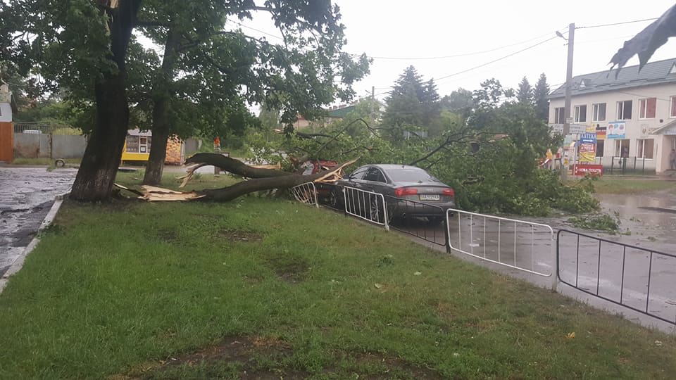 В Брюховичах дерево упало на машину (фото)