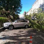 На парковці у Львові дерево впало на автомобіль (фото)