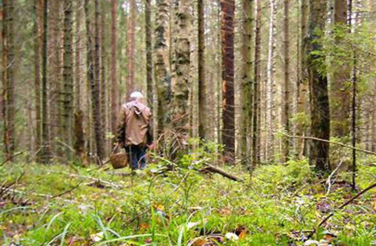 На Львівщині у лісі заблукала літня жінка