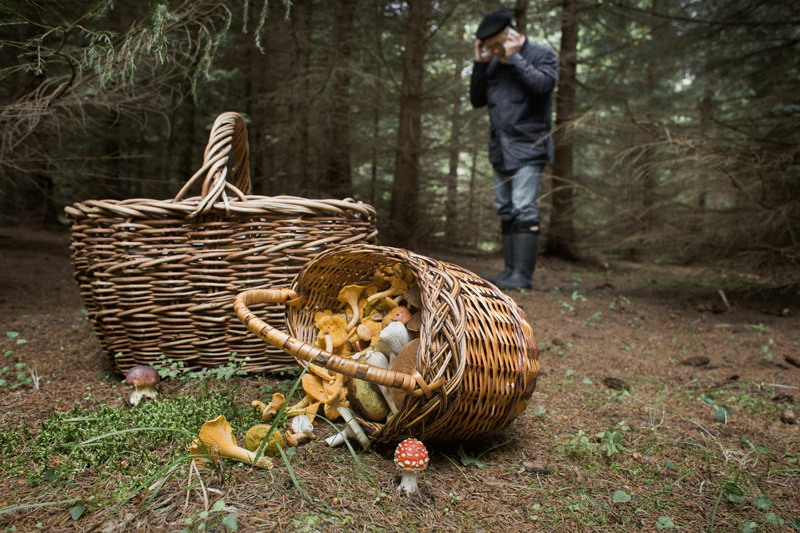 На Львівщині заблукалий грибник три дні провів у лісі