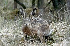 На Львівщині стартує сезон полювання на зайця