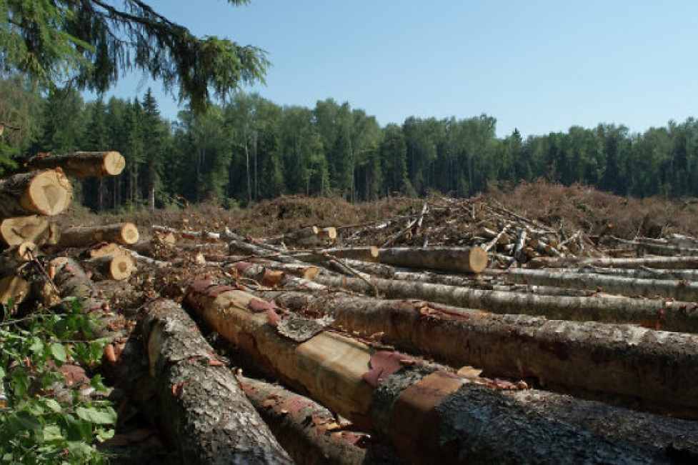 Кам’янка-Бузькому районі дерево вбило лісничого