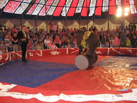 В Дрогобыче запретили передвижные цирки с животными