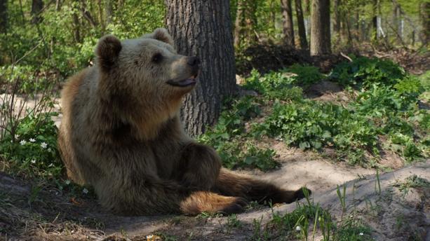 На Львовщине открыли медвежий приют "Домажир"