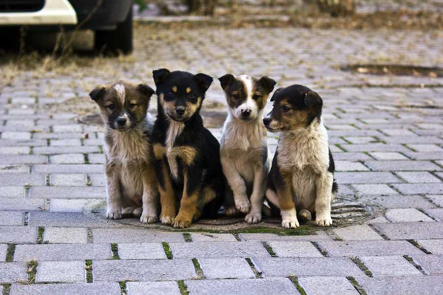 У Львові на третину скоротили чисельність безпритульних собак