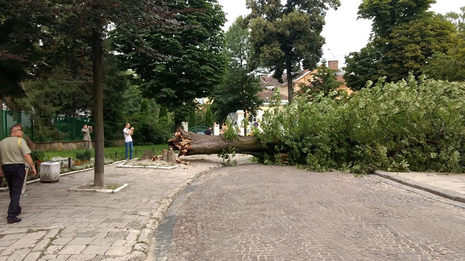 дерево, упало, автомобиль