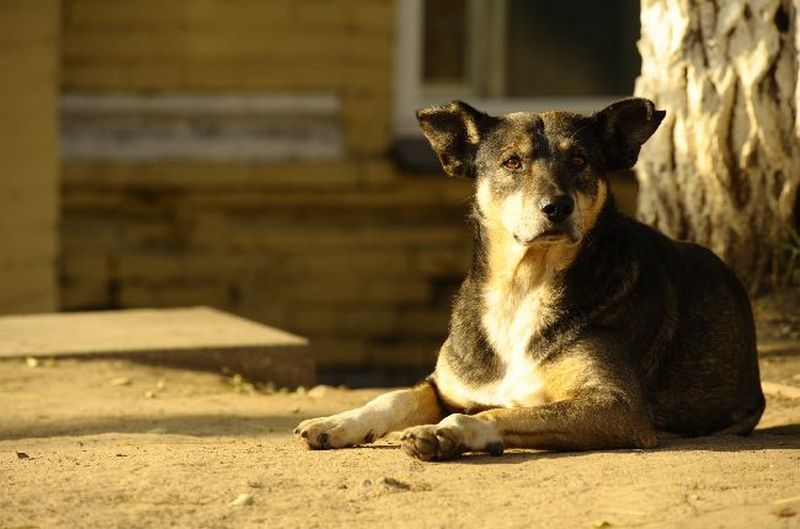У Львові підрахують безпритульних собак