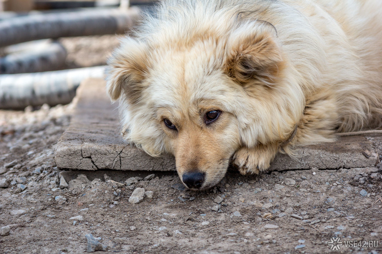 Во Львове выяснили, откуда в городе появляются бездомные собаки