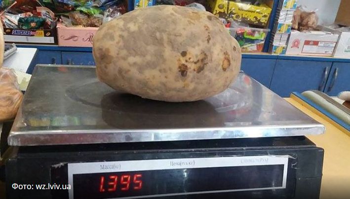 Гигантская картофелина выросла на ферме в Львовщине