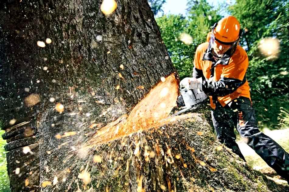 На Львовщине открыли 101 дело по незаконной рубке деревьев