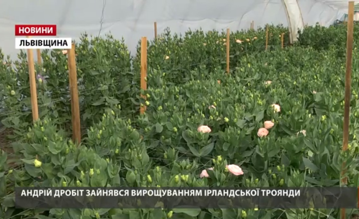 Вблизи Львова боец-разведчик после войны выращивает розы