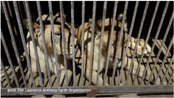 Волонтеры спасают львиц из зоопарка под Самбором