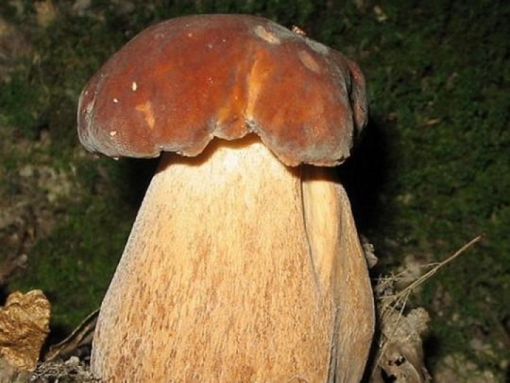 У Сколівському районі знайшли гриб-рекордсмен