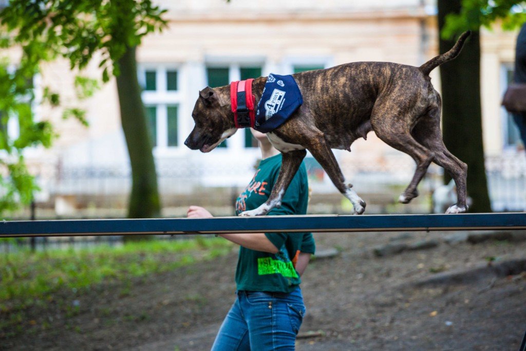 У Львові створять 75 вигульних зон для собак