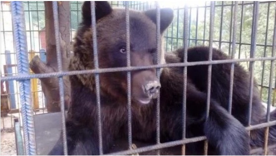 Львів’янка постраждала від ведмідя на базі відпочинку 