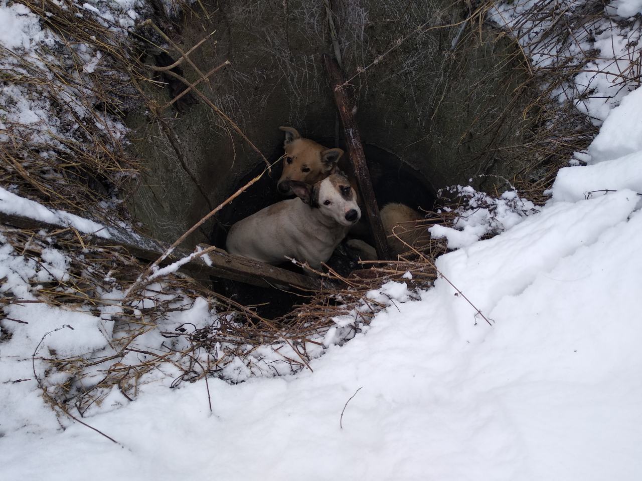 У Дрогобичі рятувальники витягнули собак із колодця (фото)