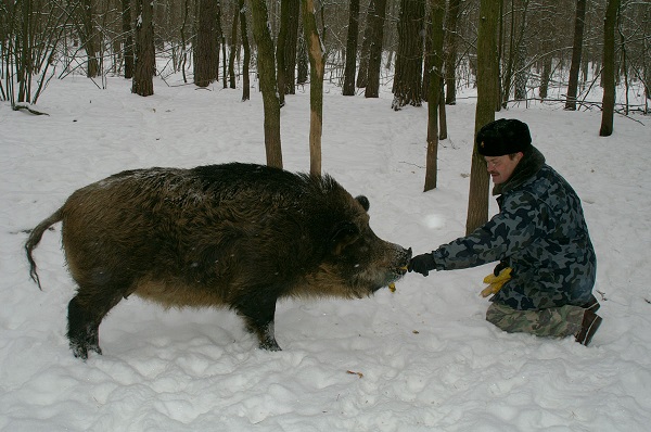 На Львівщині перерахують диких тварин