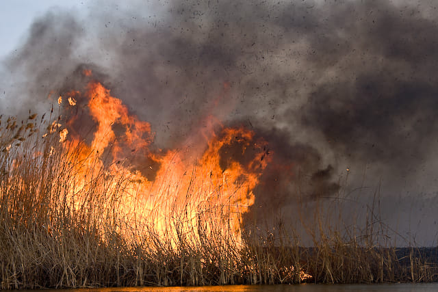 На Львівщині масово горять поля