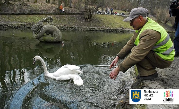 У Львові на озеро випустять лебедів