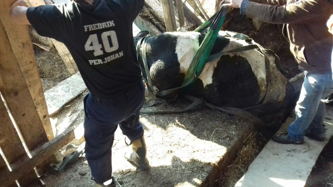 У Дрогобицькому районі корова упала в яму