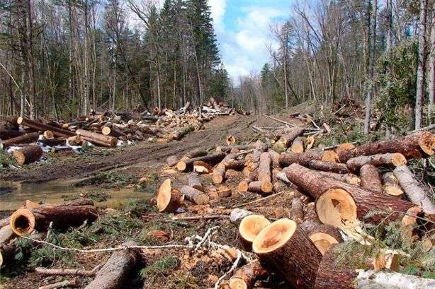 На Самборщине вдвое уменьшилось количество незаконных порубок леса