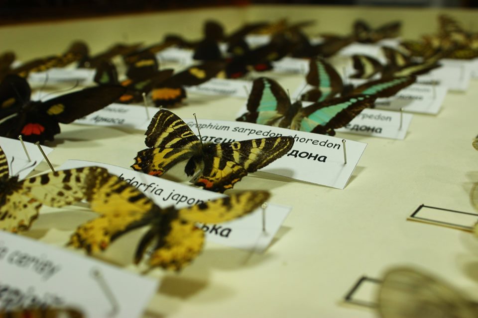 В зоологическом музее Львова пройдет День насекомых