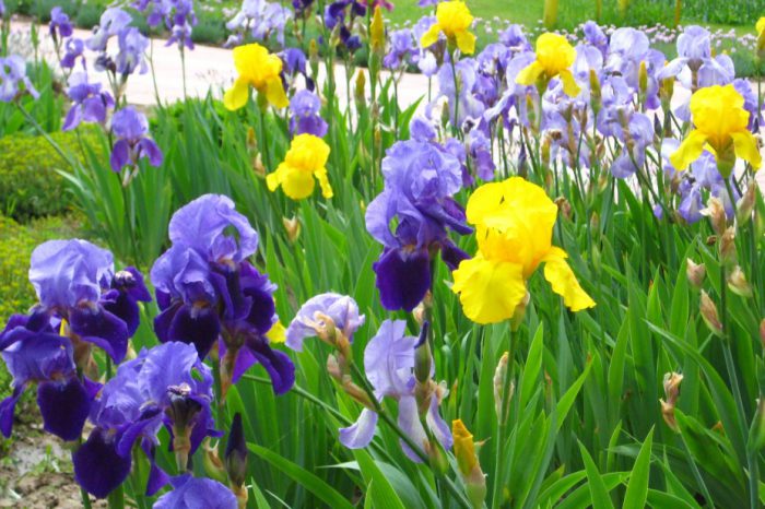 Львівський ботанічний сад запрошує на цвітіння ірисів
