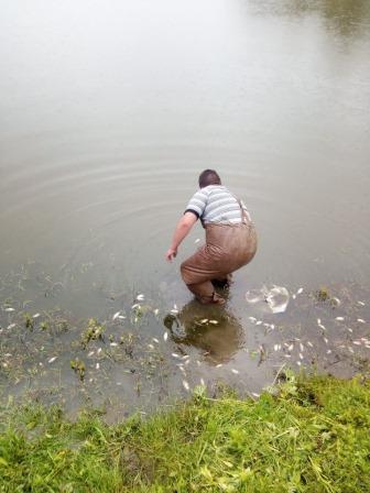 В Николаевском районе массово гибнет рыба
