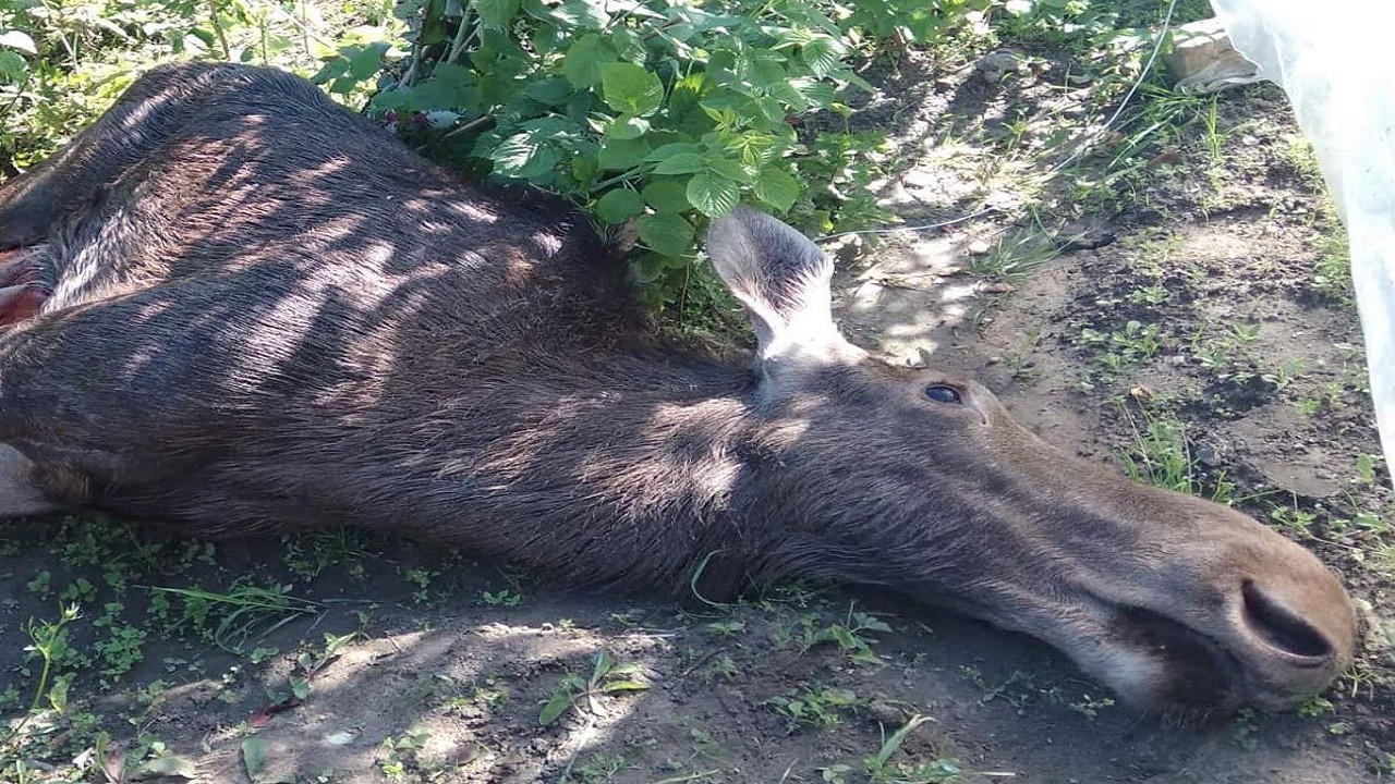 У Львові на подвір'ї загинув лось