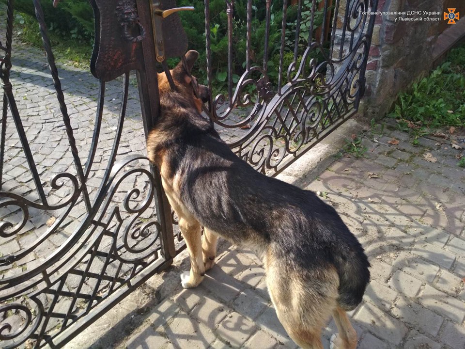 Львівські рятувальники вивільнили собаку