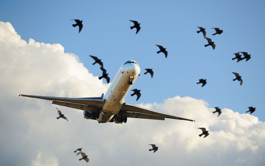 Мерія пропонує аеропорту "Львів" закупити відлякувачі птахів
