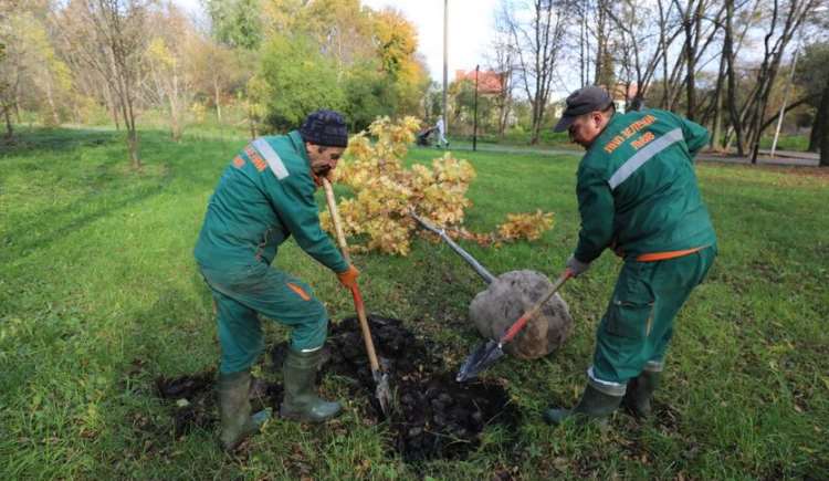 У Львові стартує традиційна акція «Хочу посадити дерево!»