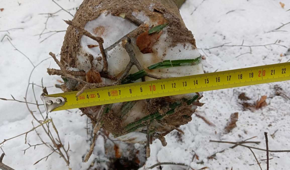 На Львівщині під час незаконної порубки дерева чоловік отримав смертельну травму