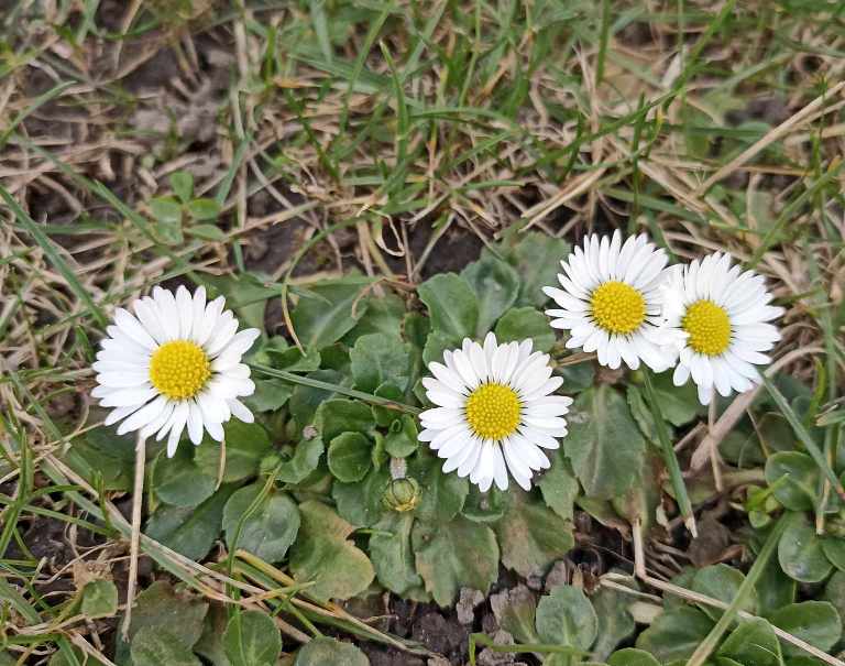 Майже весна: у парках Львова зацвіли перші квіти