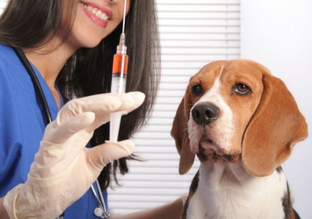 У Львові можна безкоштовно вакцинувати від сказу домашніх тварин