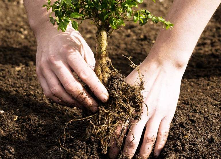 На Львівщині висадили понад 5 мільйонів дерев