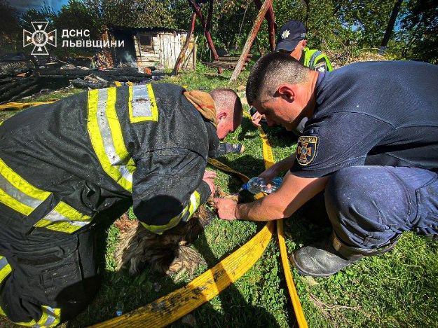 На Львівщині з палаючого будинку врятували собаку