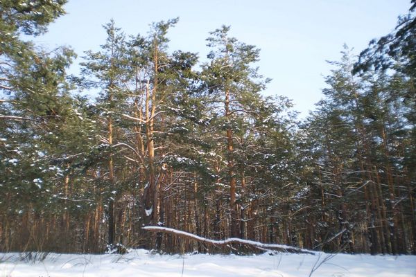 На Львівщині провели понад 1300 лісових рейдів