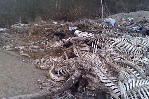 На Львовщине обнаружили свалку трупов животных (фото 18+)