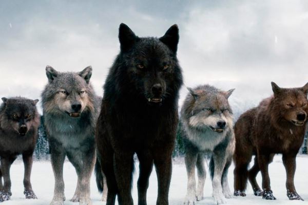 Львовскую область терроризируют волки