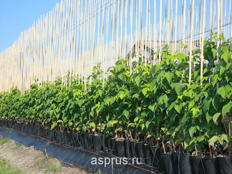 На Львівщині розпочнуть масово вирощувати малину