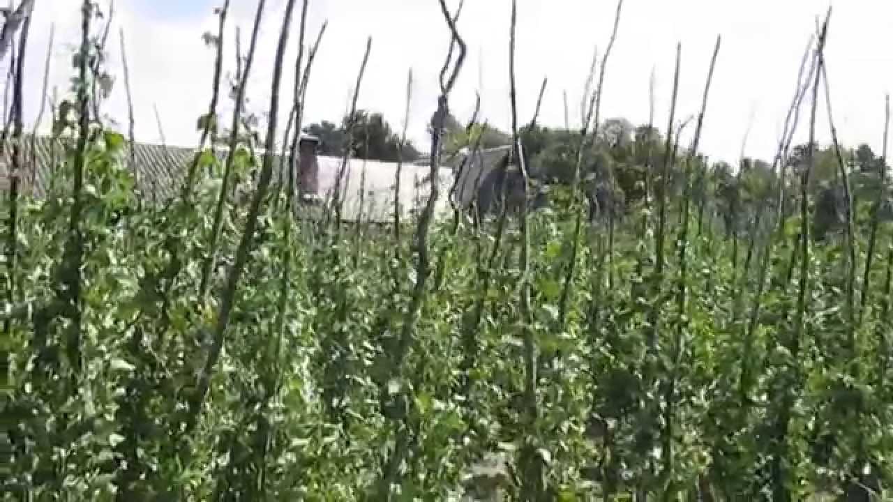 На Львовщине французы помогут выращивать фасоль