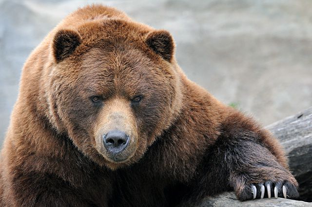 У львівських горах стало небезпечно через ведмедів