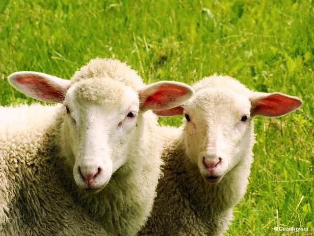 Участник АТО планирует выращивать племенных овец