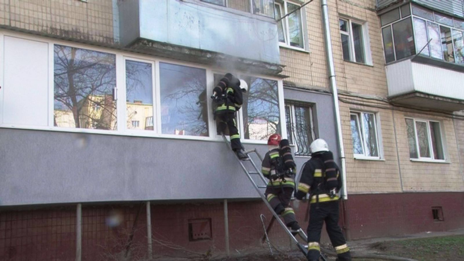 У Львові на пожежі врятували кота і собаку (відео)