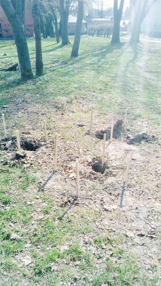 Из Левандовского парка украли высаженные на субботнике деревья
