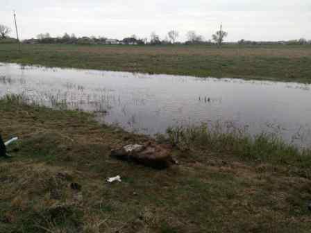 У Сокальскому районі знайдені мертві кабани та бобри
