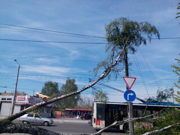 Сломанное дерево обесточило дома во Франковском районе (фото)