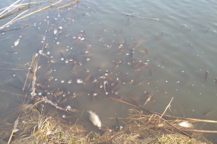 Екологи перевірять озера в Личаківському районі